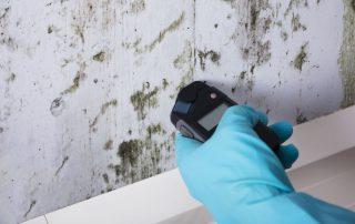 Mold Testing